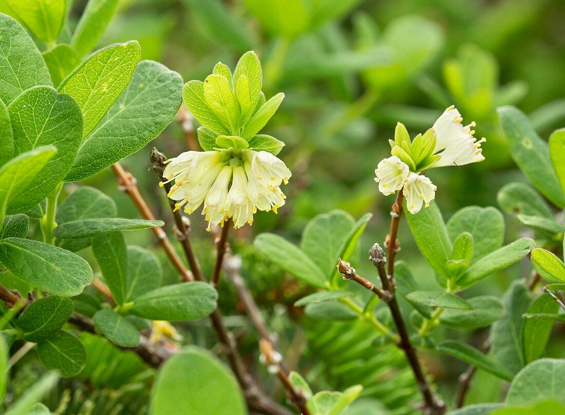 Mountain fly honeysuckle (Lonicera villosa)