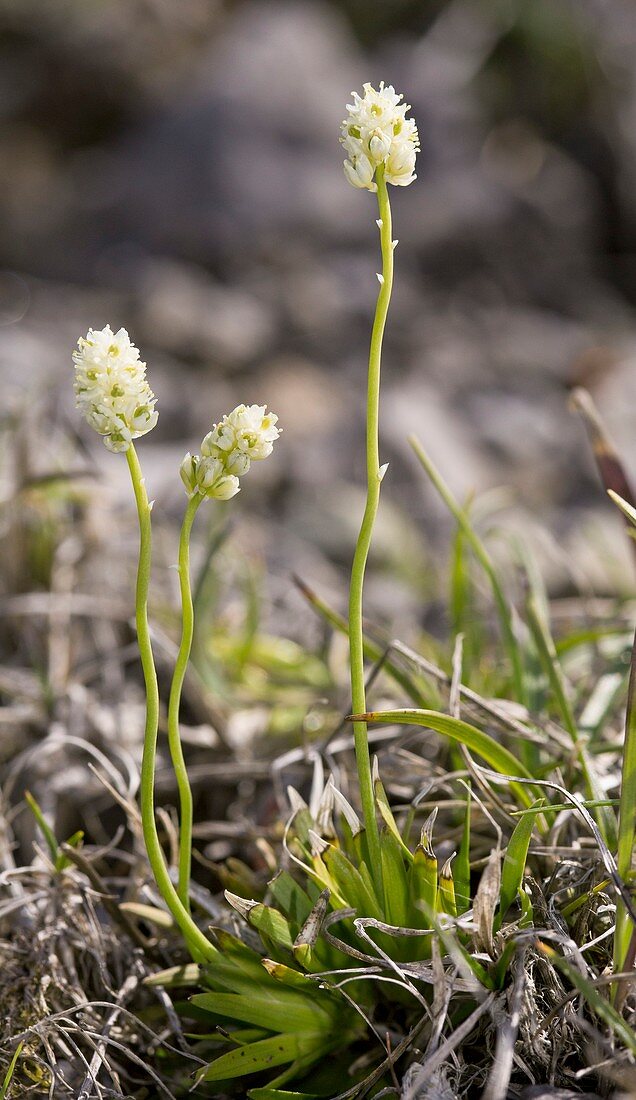 Scottish asphodel (Tofieldia pusilla)