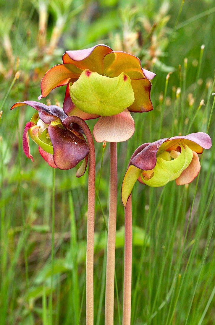 Purple pitcher plant (Sarracenia purpurea) flowers
