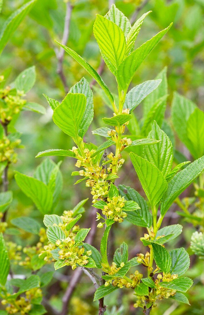 Alderleaf buckthorn (Rhamnus alnifolia)