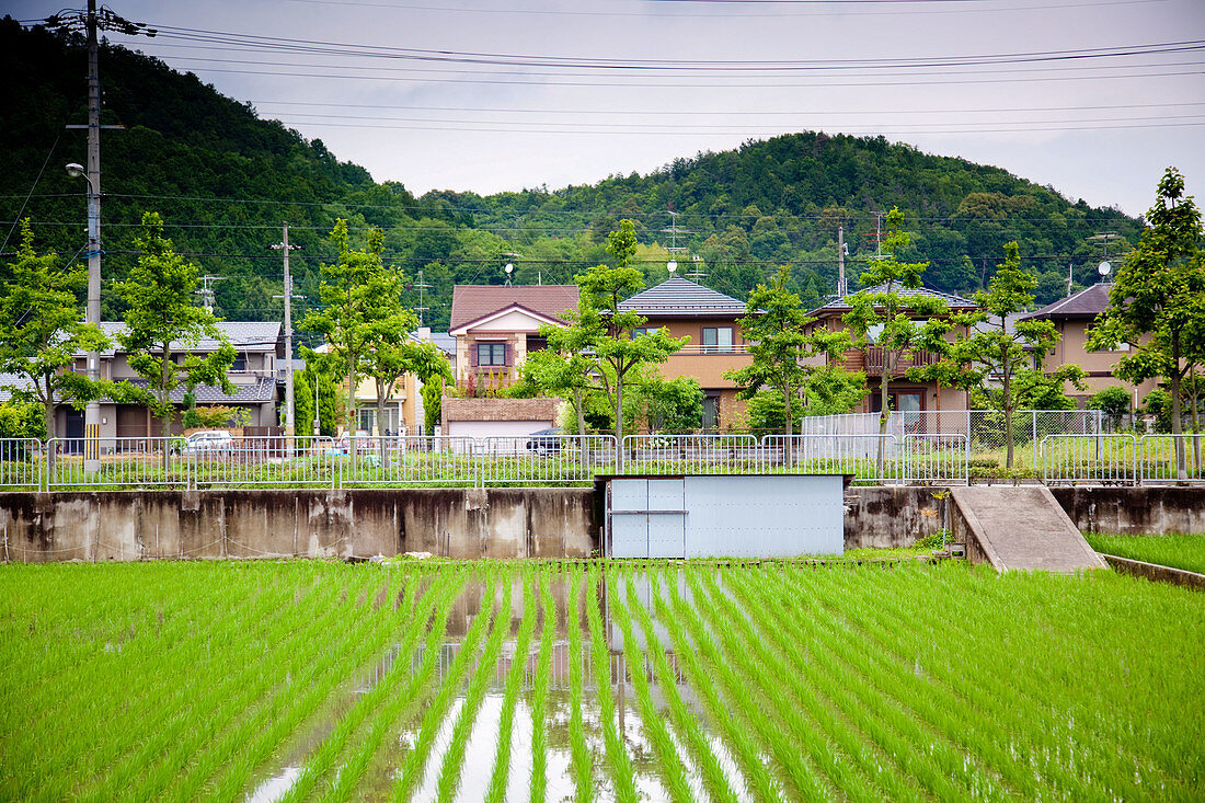 Rice field, Japan