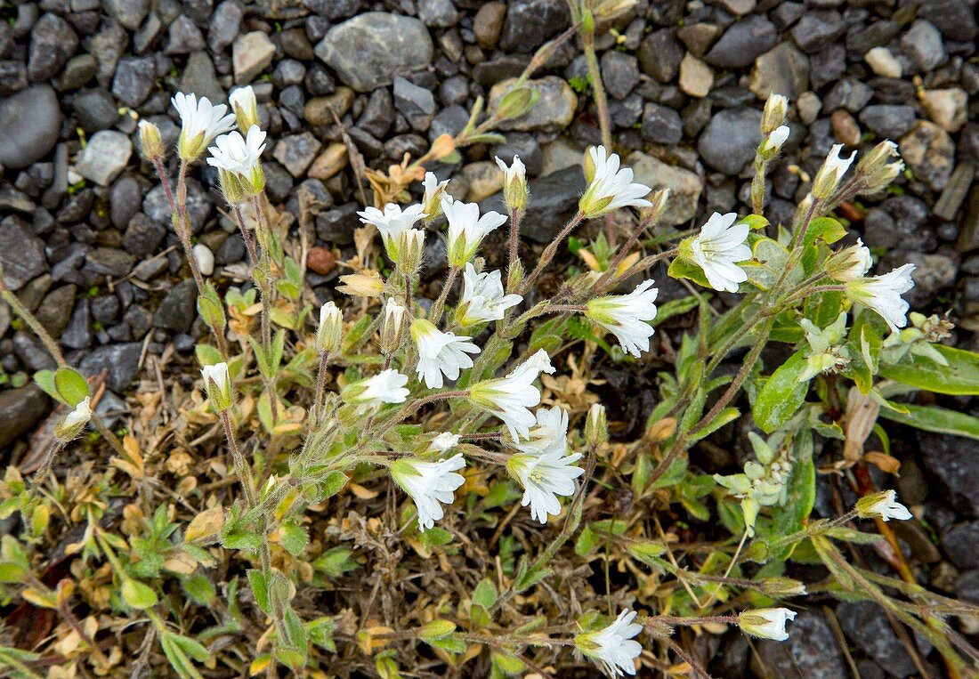 Alpine chickweed (Cerastium alpinum)