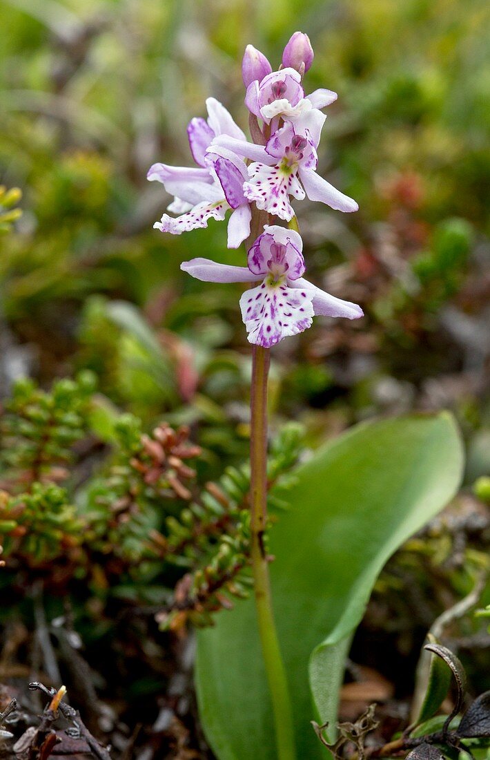 Small round-leaf orchid (Amerorchis rotundifolia)
