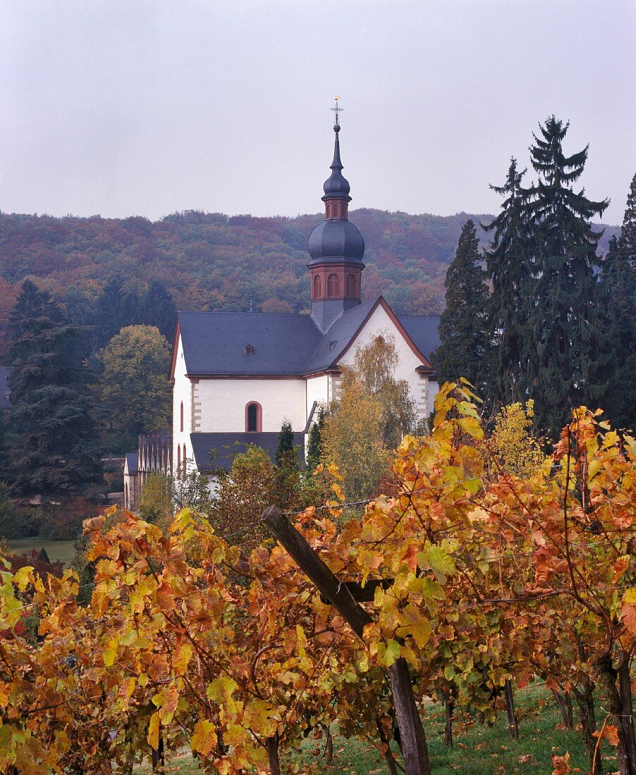 Weinberg bei Kloster Eberbach oberhalb Hattenheim, Rheingau