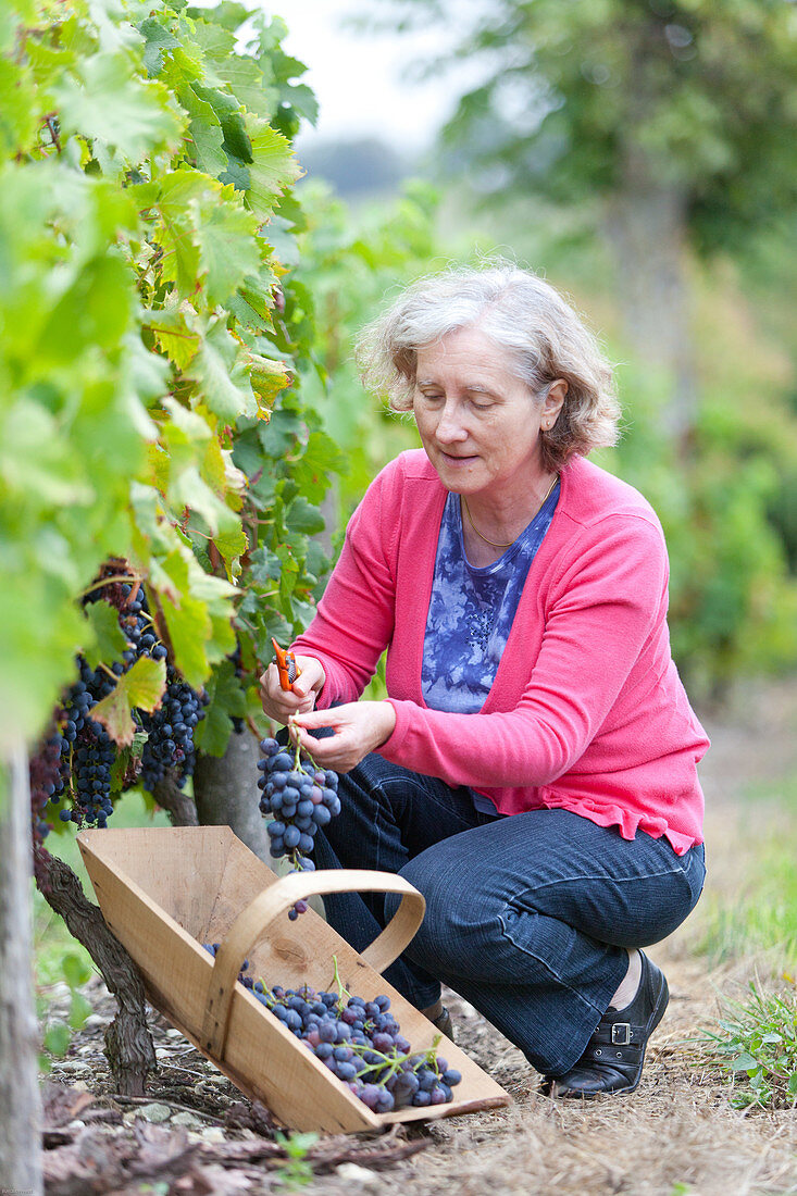 Handpicking grape harvest