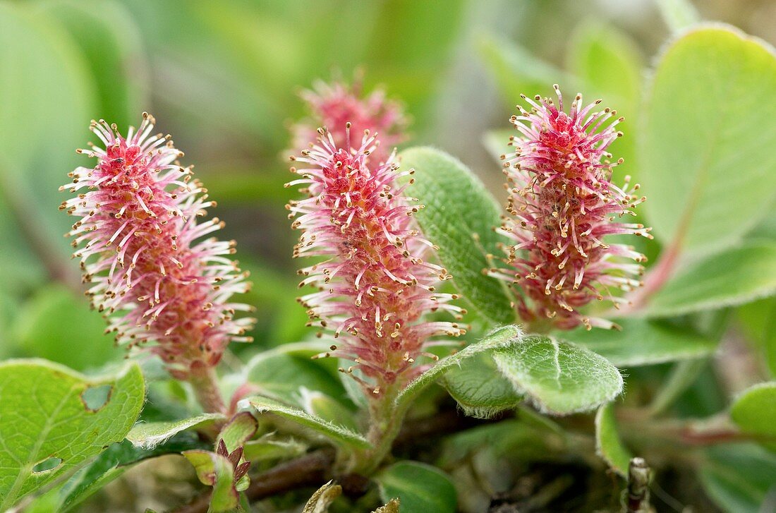 Arctic grey willow (Salix glauca)