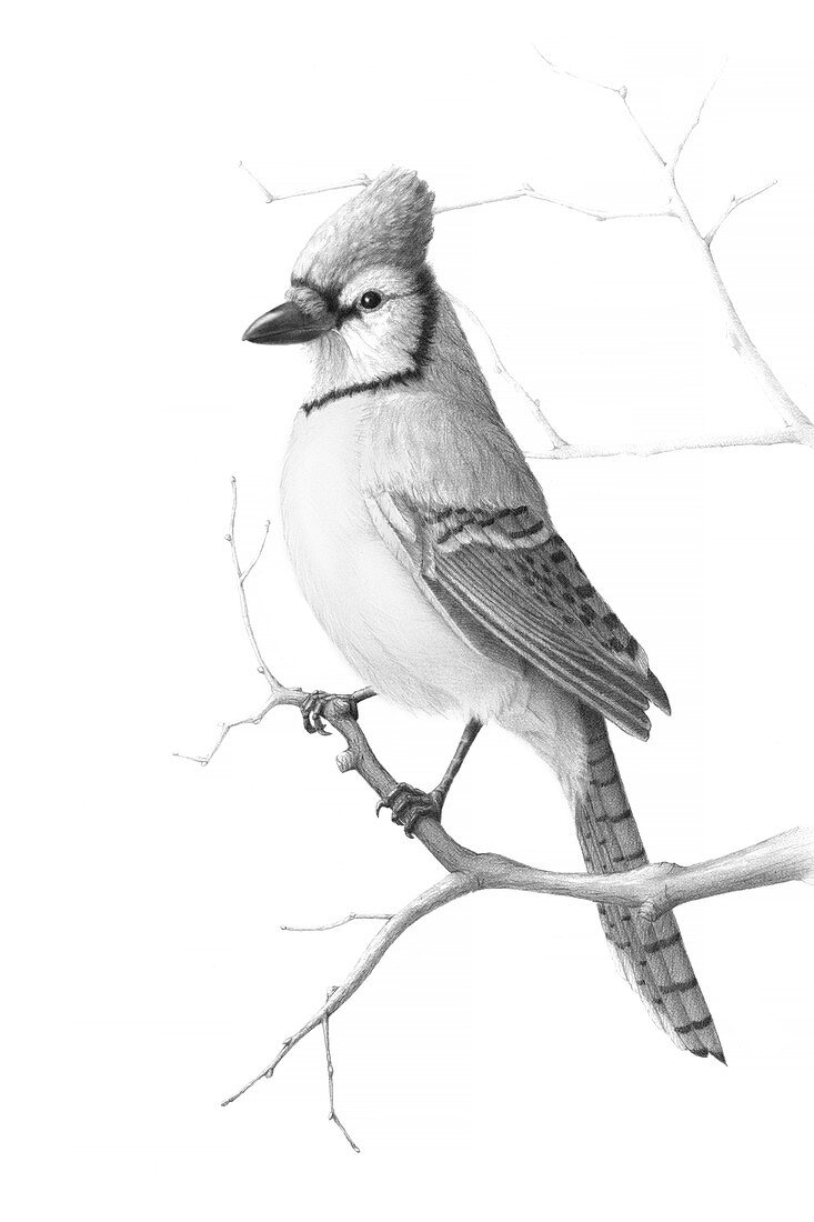 Blue jay, illustration