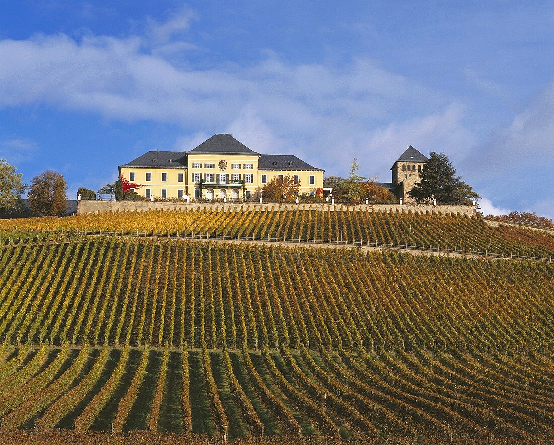 Schloß Johannisberg über dem gleichnamigen Weinberg, Rheingau