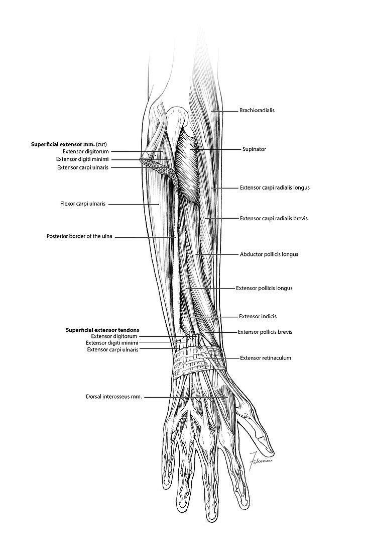 Forearm muscle anatomy, illustration