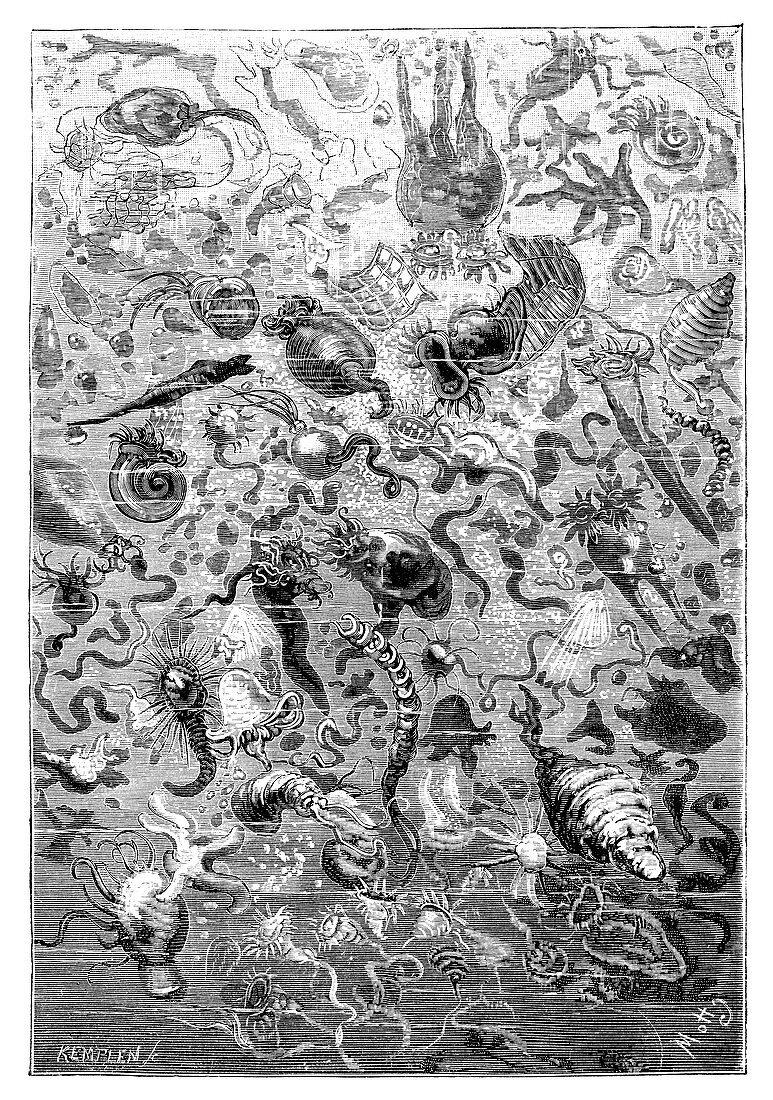 Aquatic micro-organisms, 19th century