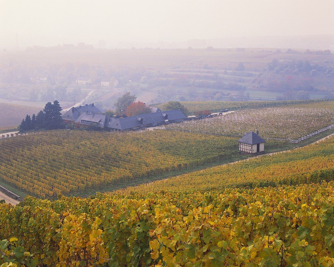 Herbstliche Weine umgeben das Staatsweingut Baiken (Rheingau)