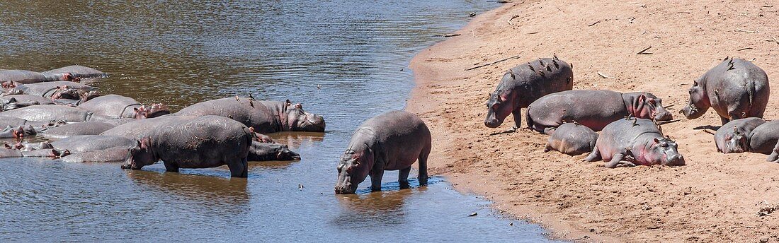 Herd of Hippopotamus on River Mara, Kenya