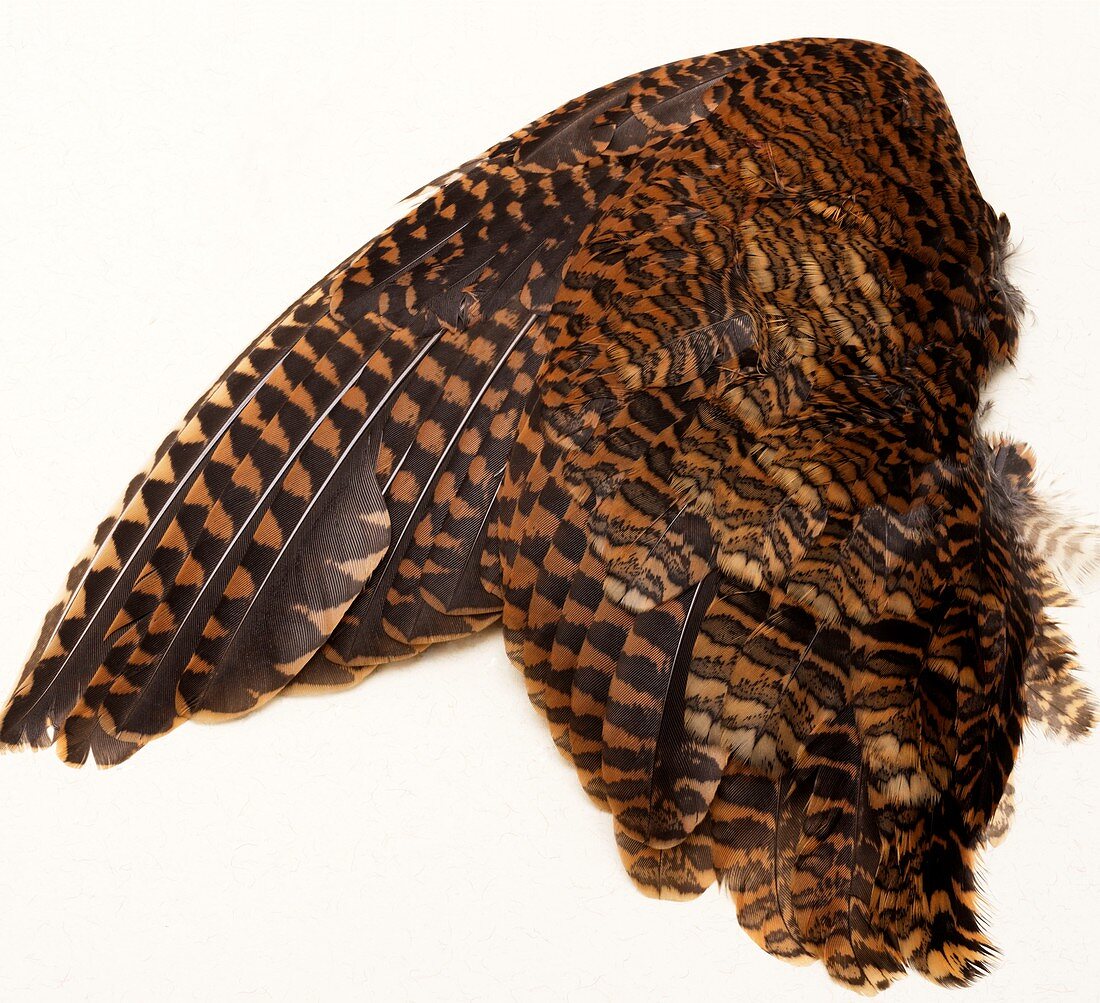 Woodcock Wing