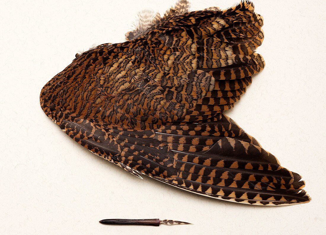 Woodcock Pin-feather