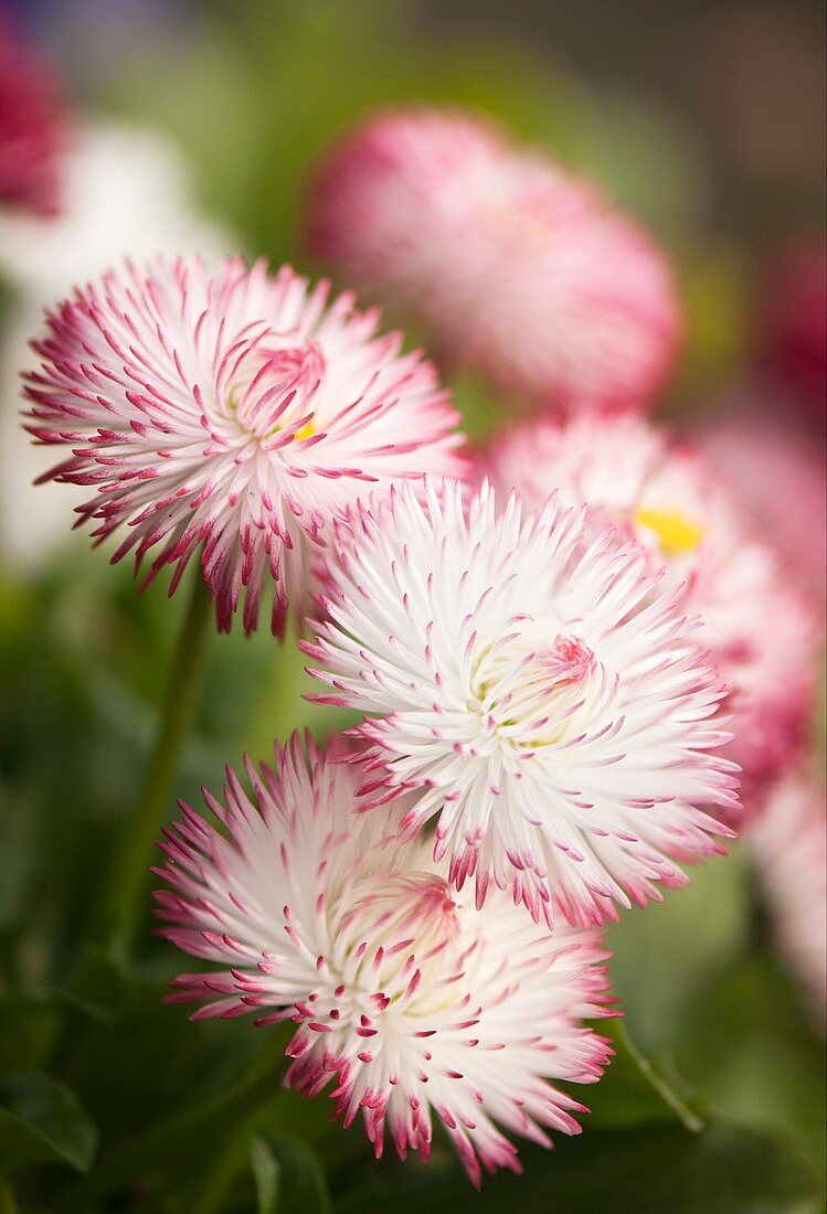 Daisy (Bellis perennis) flowers