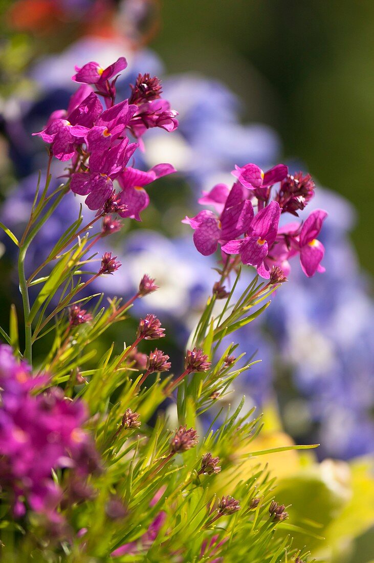 Toadflax (Linaria maroccana)