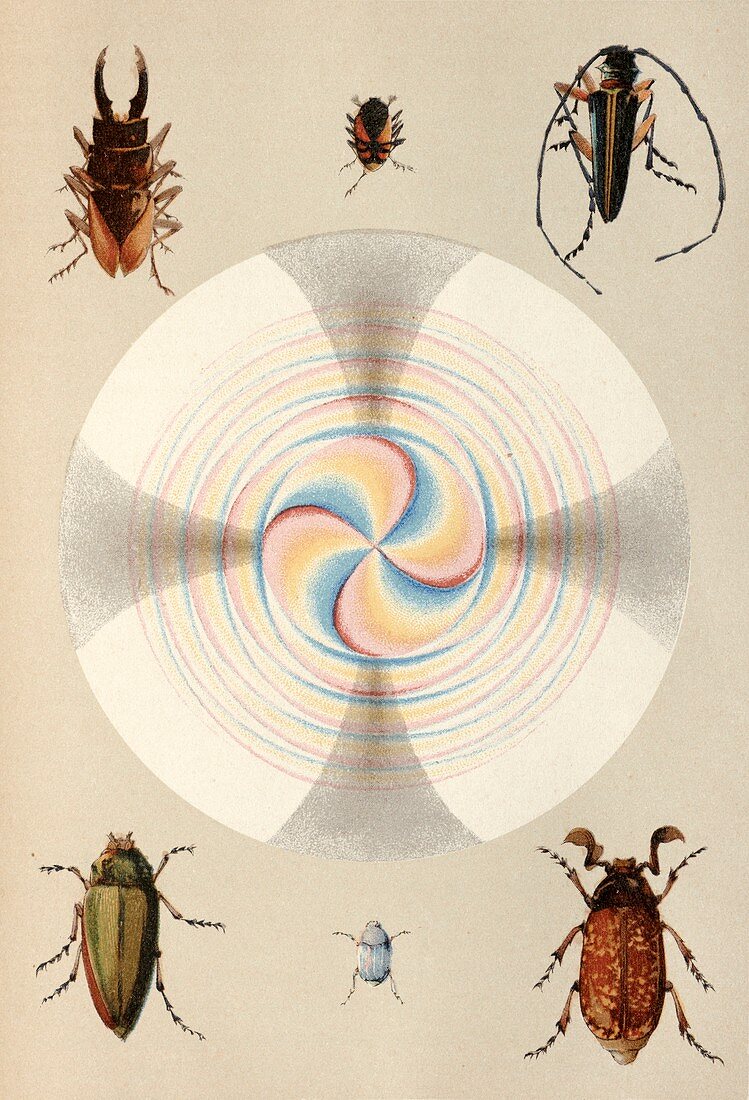 Insect and quartz optical phenomena, 19th century