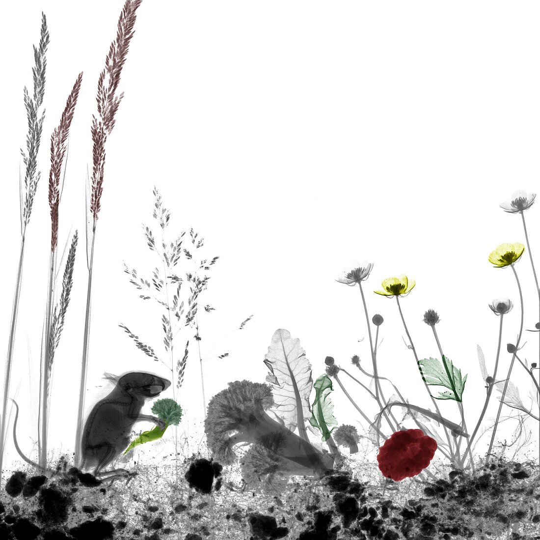 Mouse and garden plants, X-ray