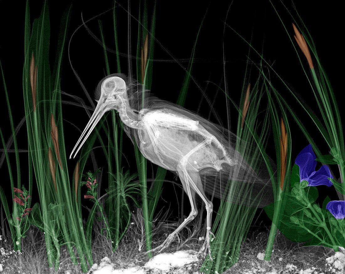 Snipe in reeds, X-ray