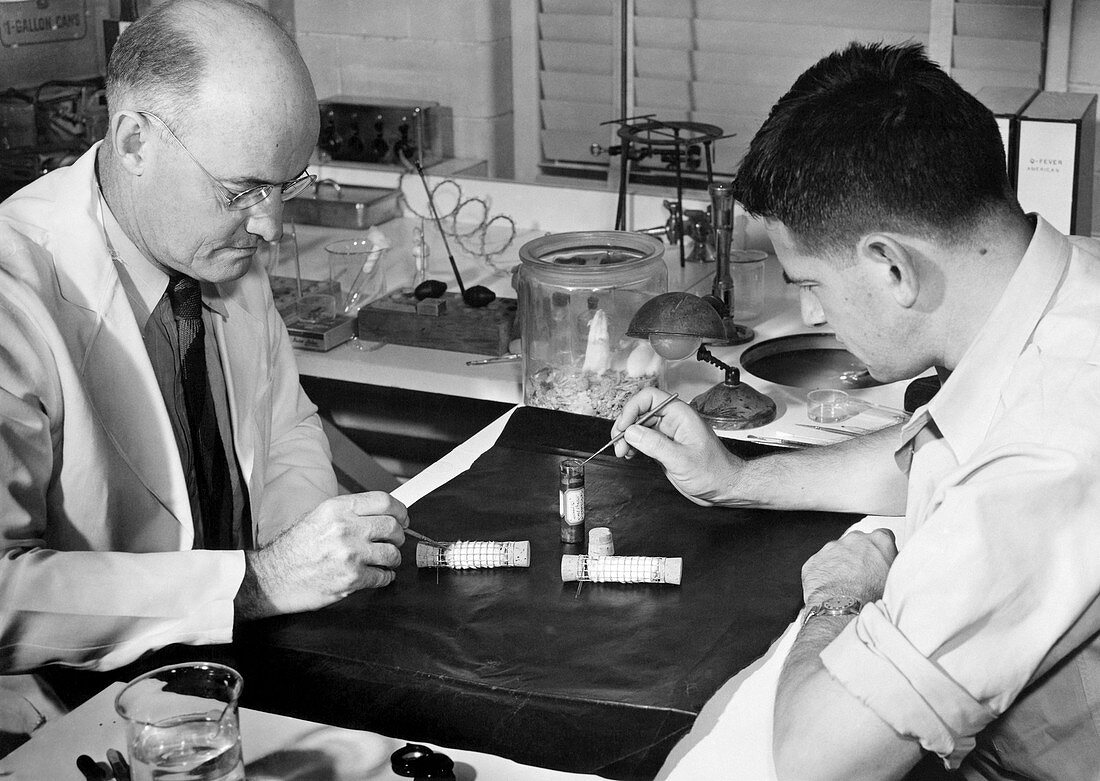 Scrub typhus research, 1940s