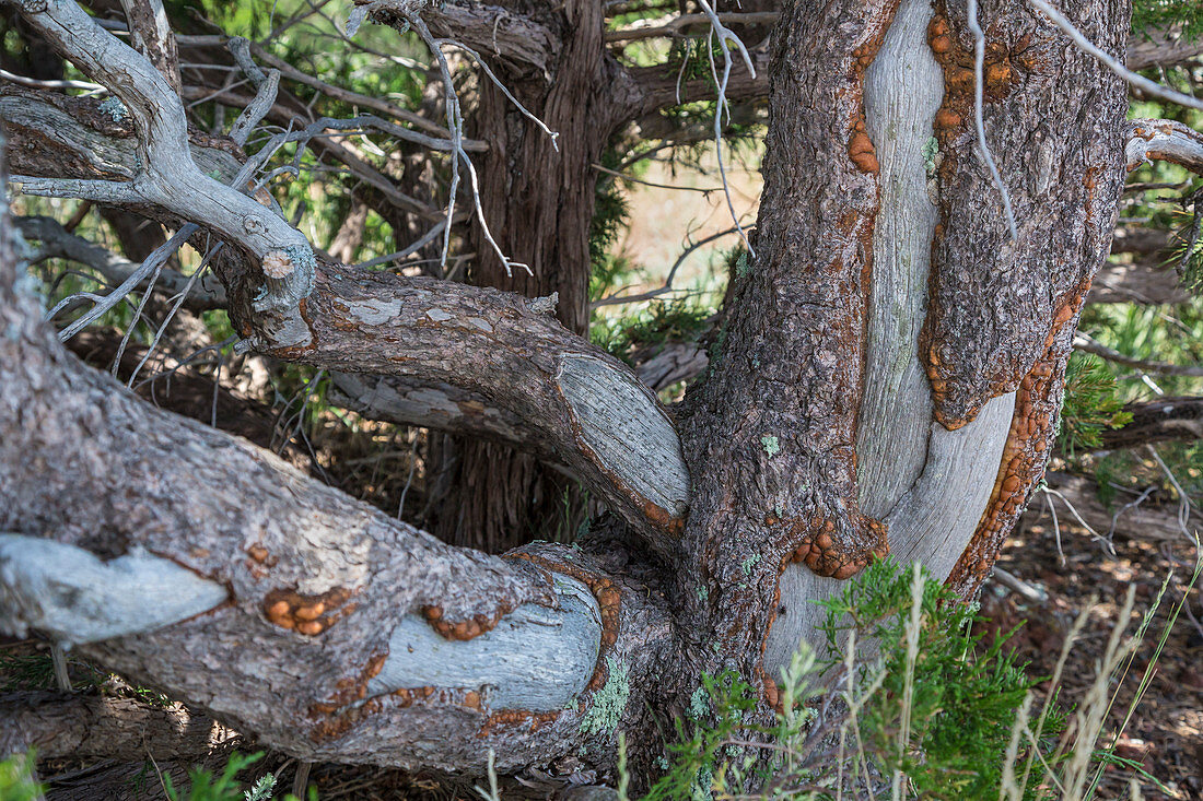 Porcupine damaged tree, New Mexico, USA