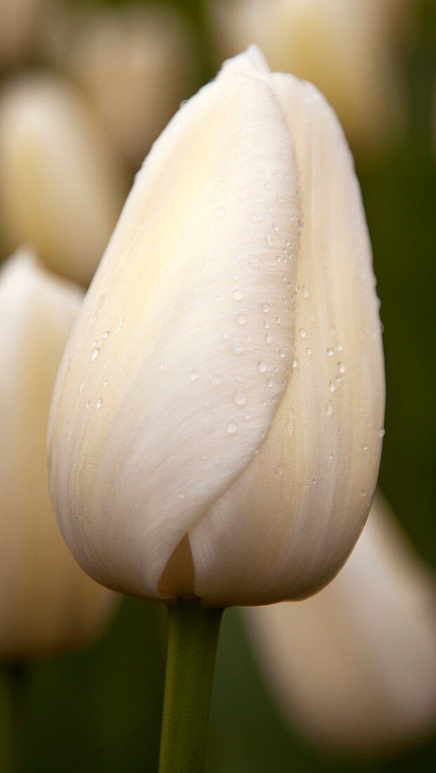 Tulip (Tulipa 'Clearwater')