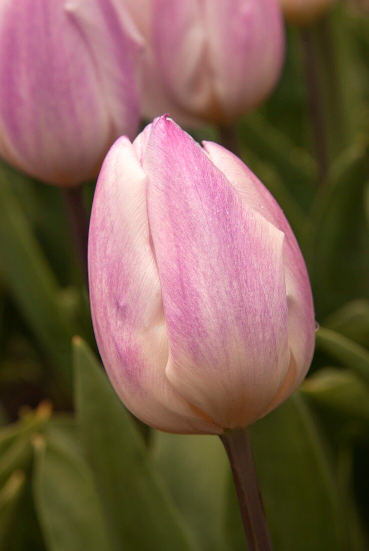 Tulip (Tulipa 'Sweet Flag')