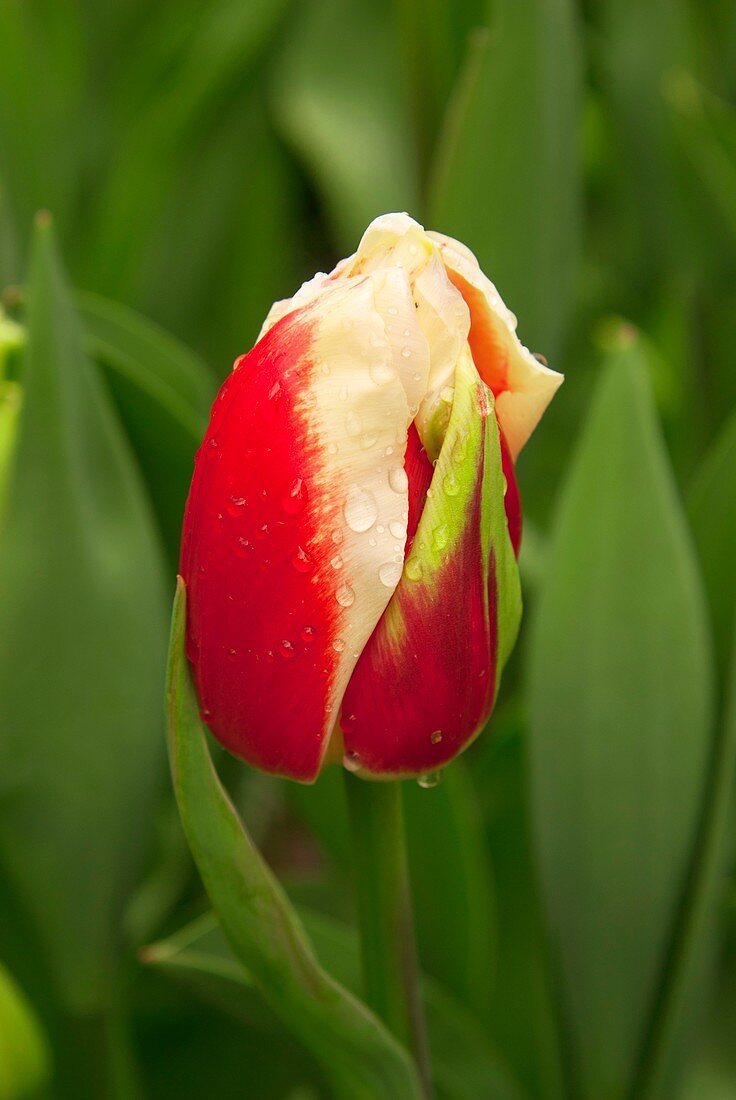 Tulip (Tulipa 'Roman Empire')