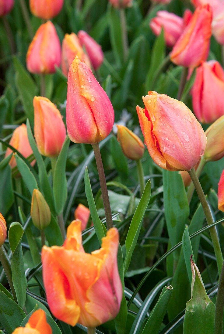 Tulips (Tulipa 'Prairie Fire')