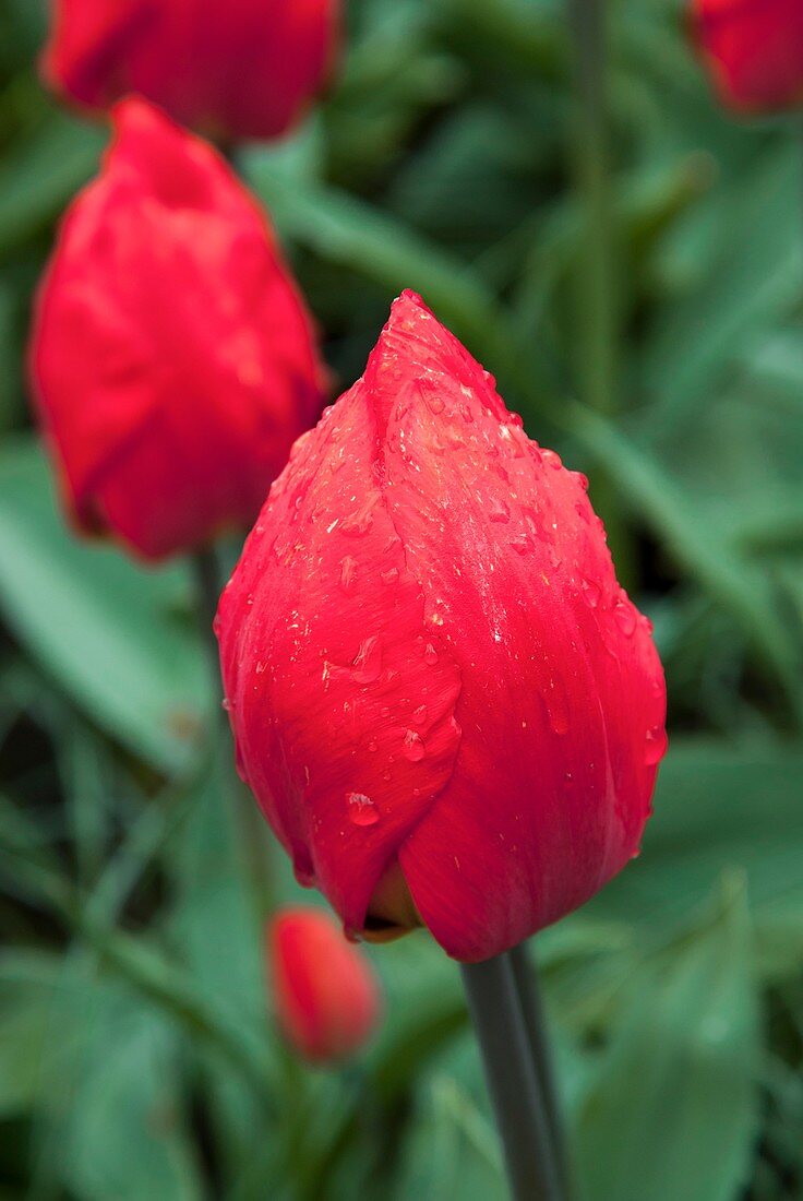 Tulips (Tulipa 'Red Paradise')