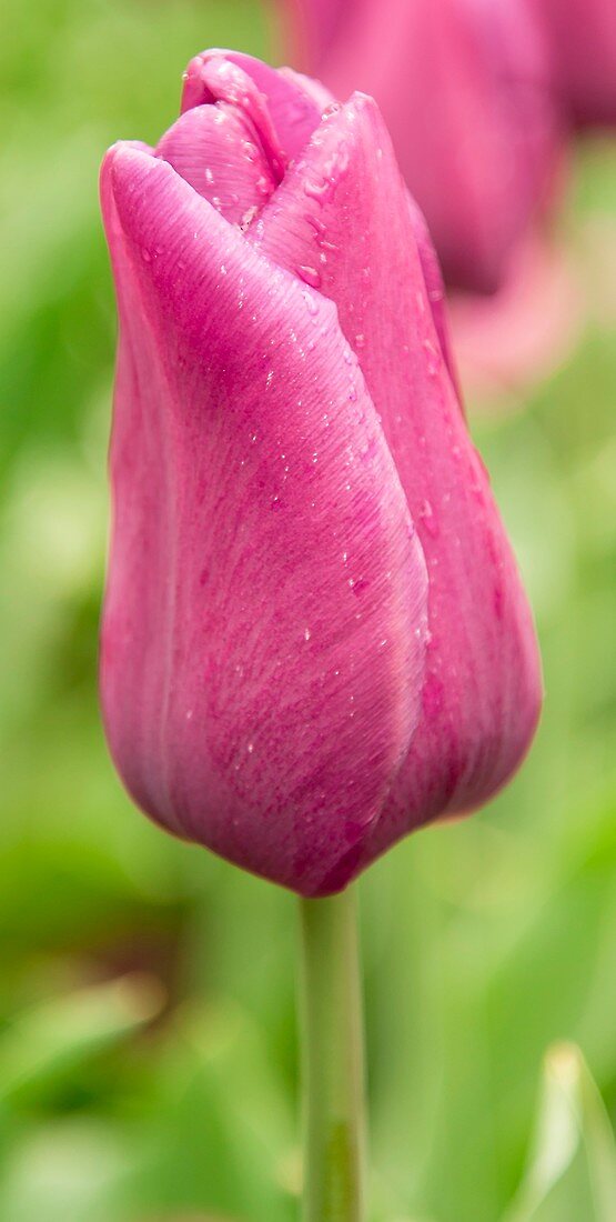 Tulip (Tulipa 'Passionale')