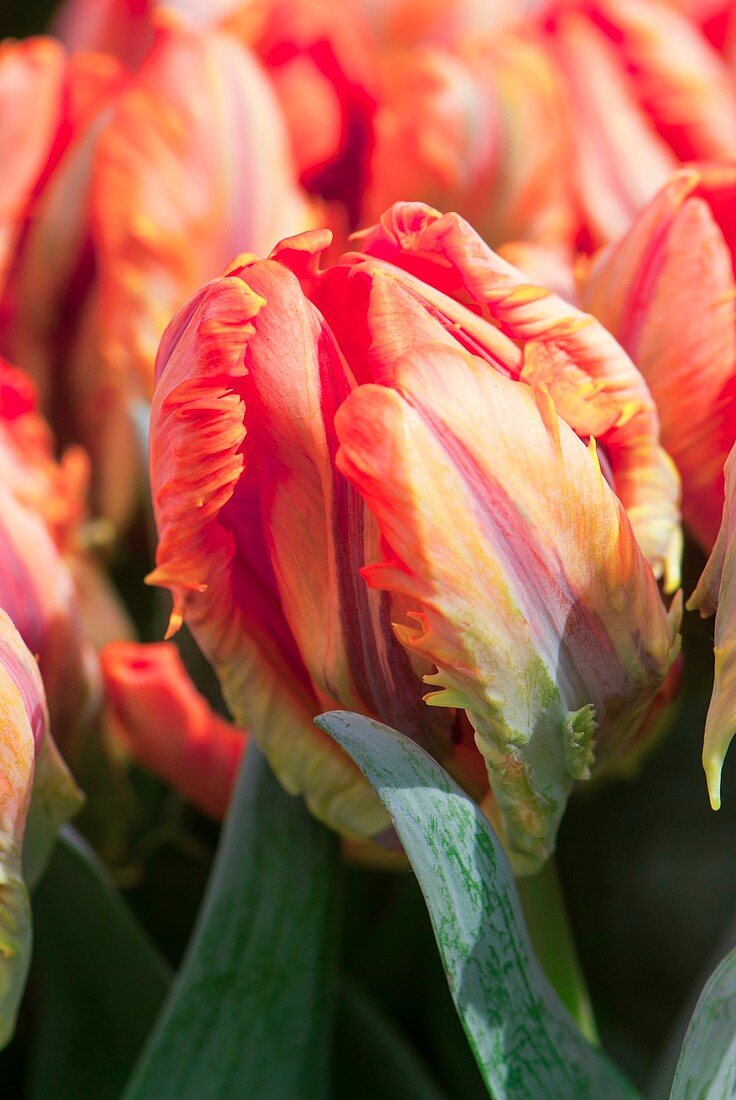 Tulip (Tulipa 'Irene Parrot')