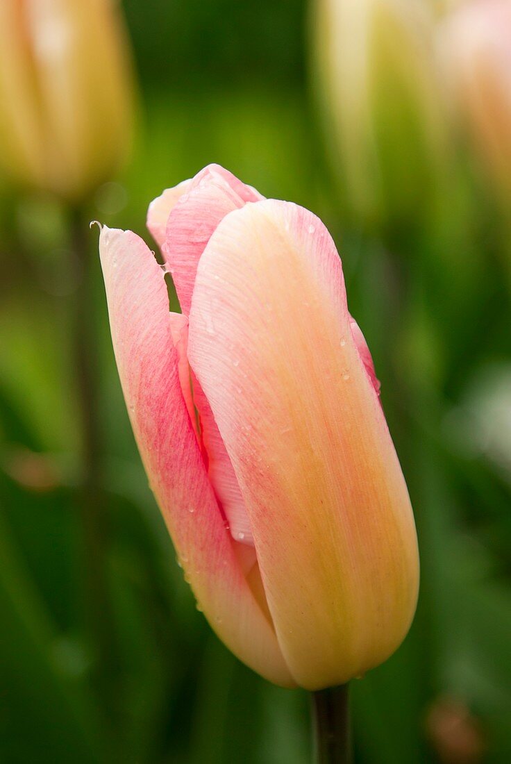 Tulip (Tulipa 'Adamas')