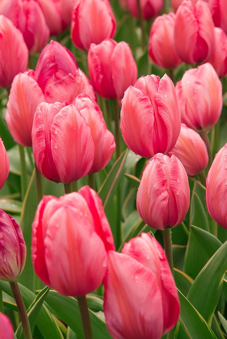 Tulips (Tulipa 'Design Impression')