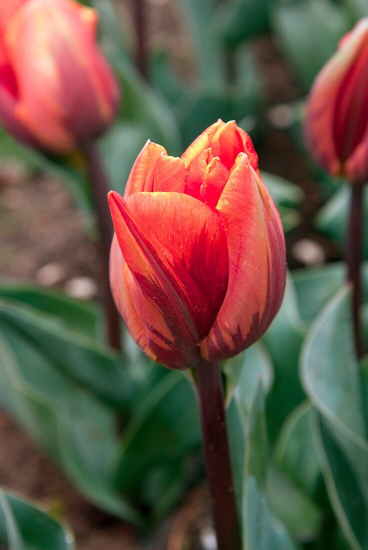 Tulip (Tulipa 'Prinses Irene')