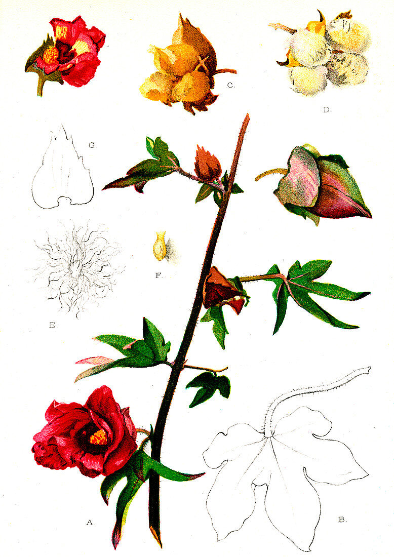 Cotton (Gossypium arboreum), 20th Century illustration