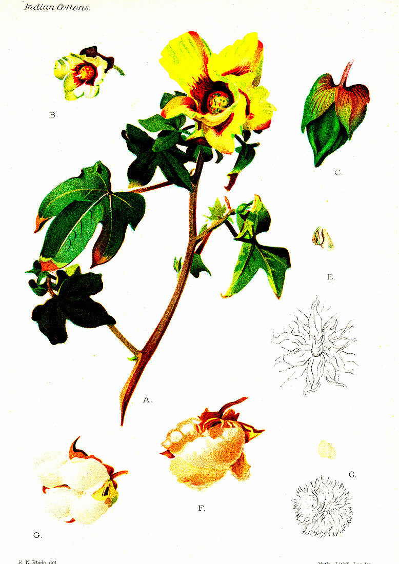 Cotton (Gossypium indicum and Gossypium negelctum)