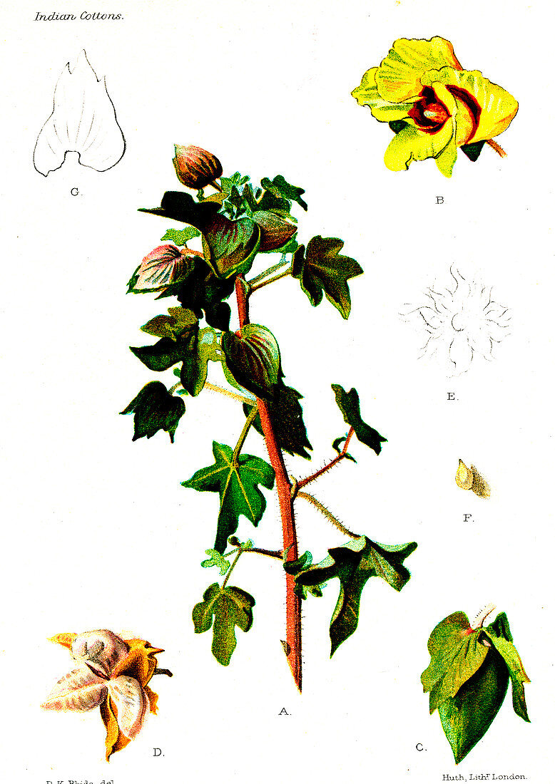 Cotton (Gossypium obtusifolium), 20th Century illustration