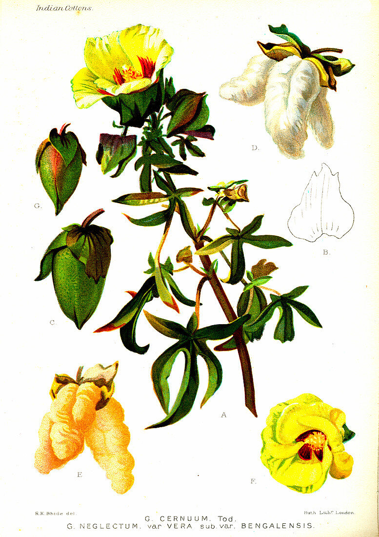 Cotton (Gossypium cernuum and Gossypium negelctum vera)
