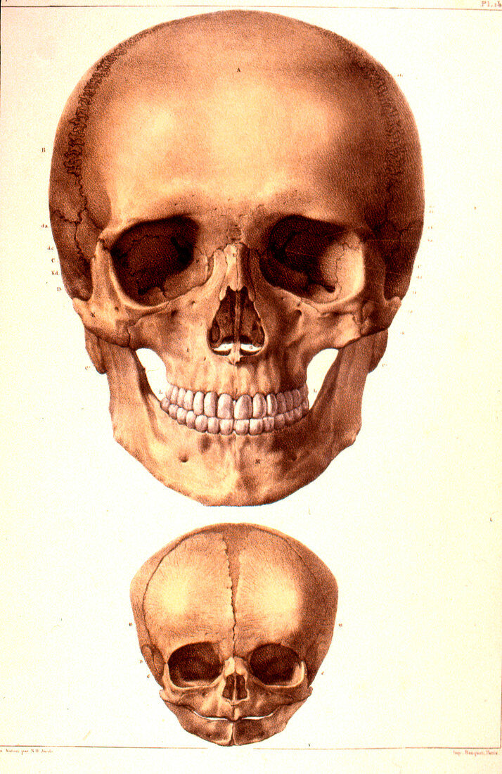 Human skulls compared, 19th Century illustration