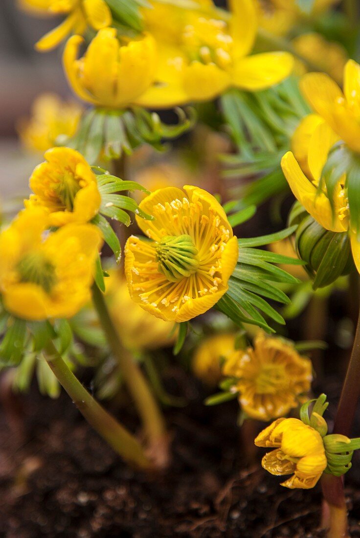 Winter aconite (Eranthis cilicica)