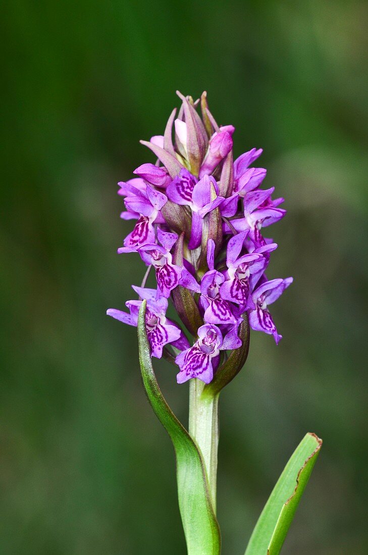 Early marsh orchid