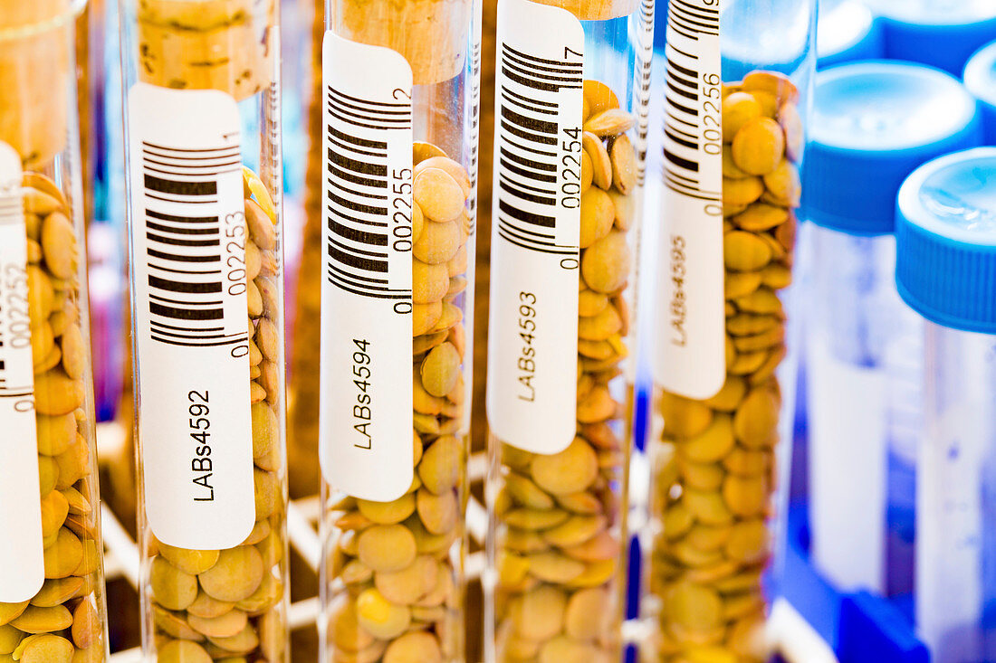 Lentils in test tubes