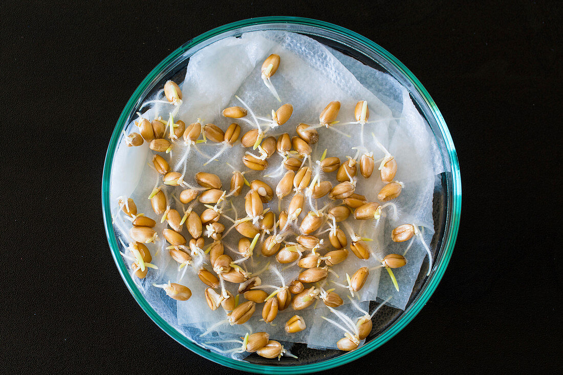 Seeds sprouting in a petri dish