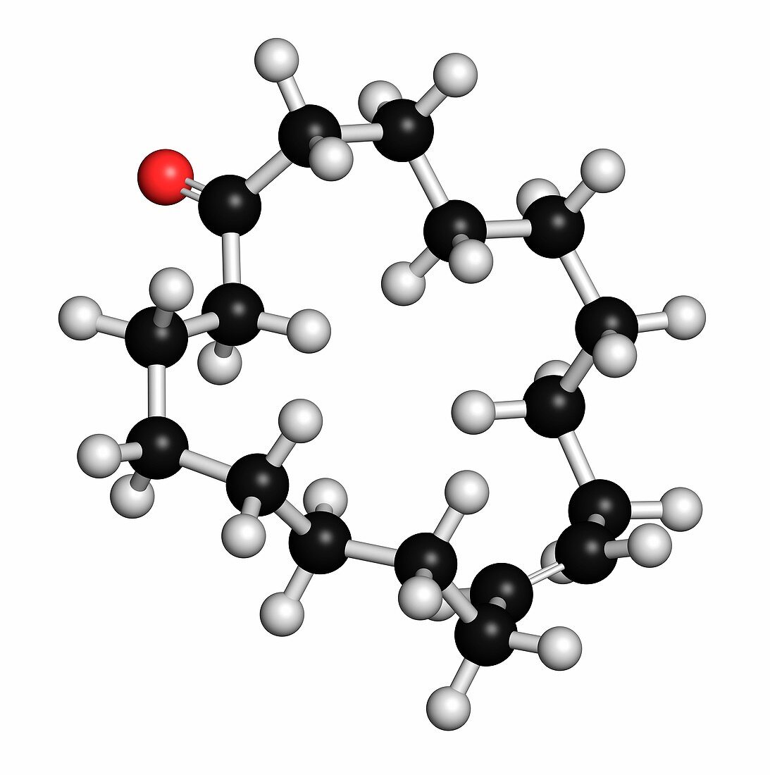 Civetone pheromone molecule, illustration