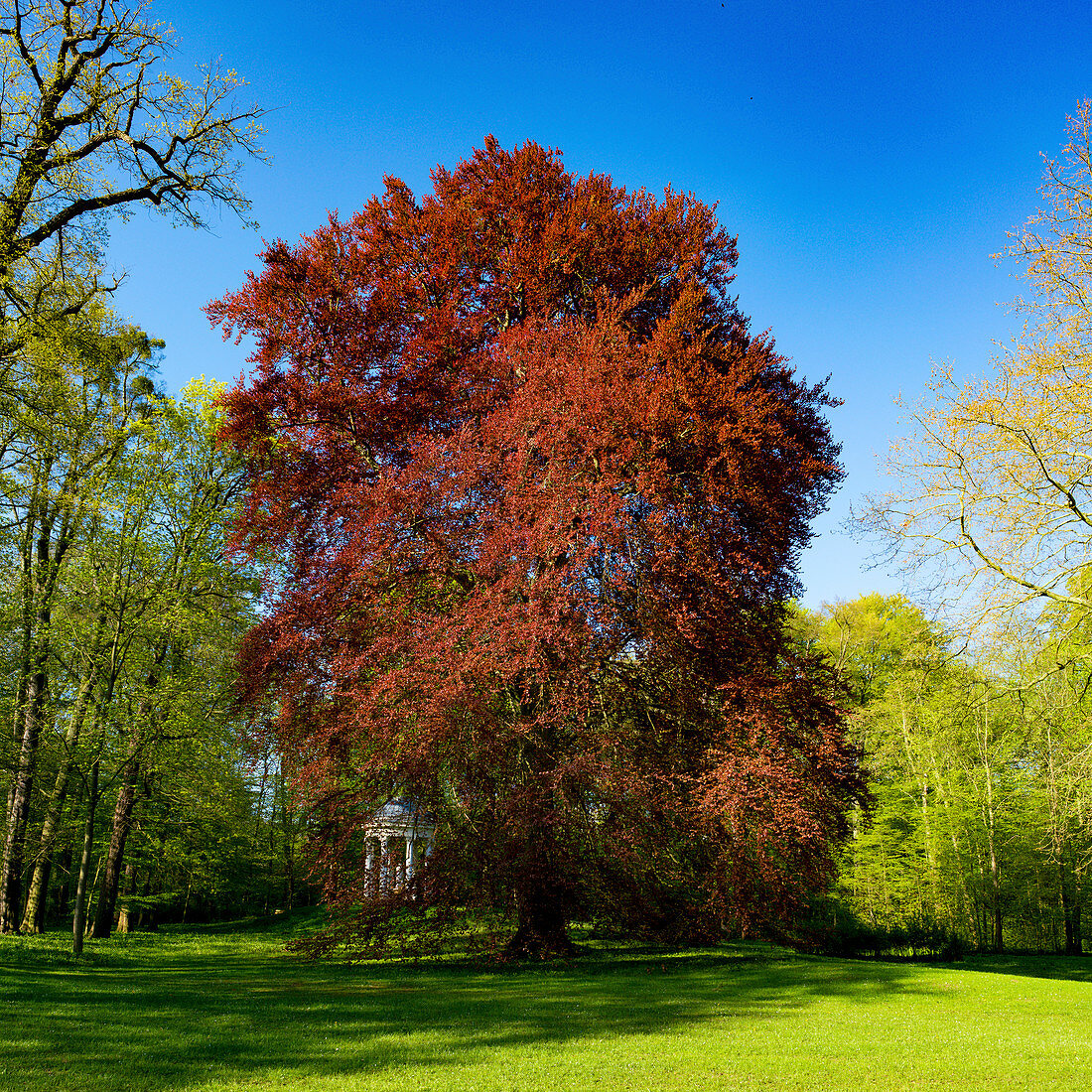 Acer rubrum in the park