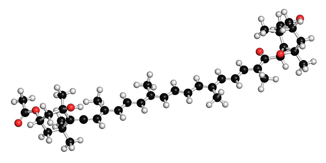 Fucoxanthin molecule, illustration