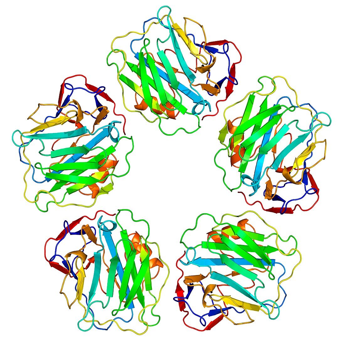 C-reactive protein, molecular model