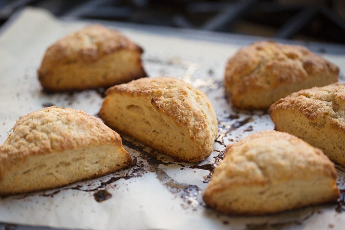 Scones on baking parchment fresh from the oven