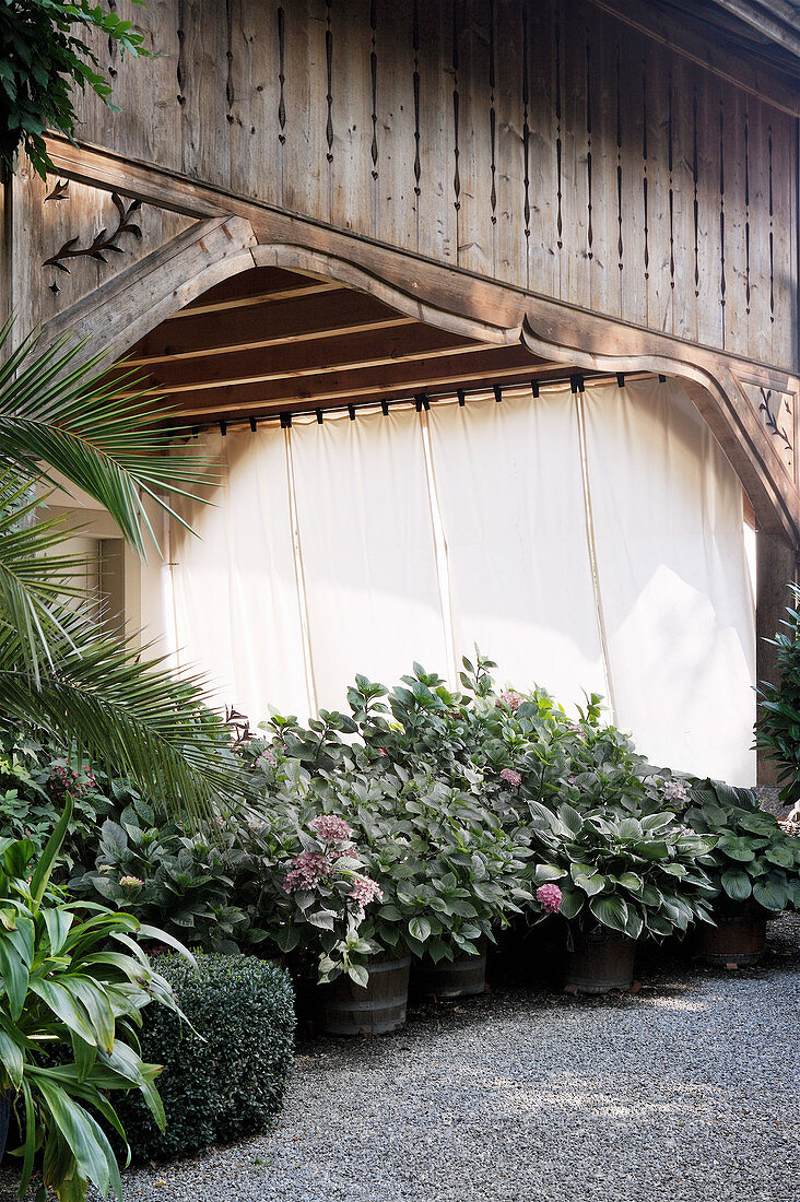 Potted hydrangeas in front of roofed terrace with fabric curtains at one end